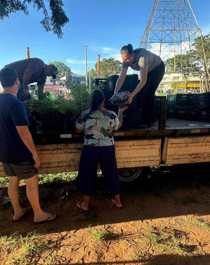 SAAMA distribui 600 mudas de árvores