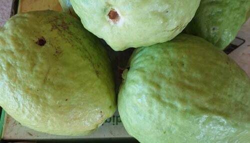 Descubra a Magia do Sítio Santo Antônio no Carnaval: Turismo Rural de Experiência