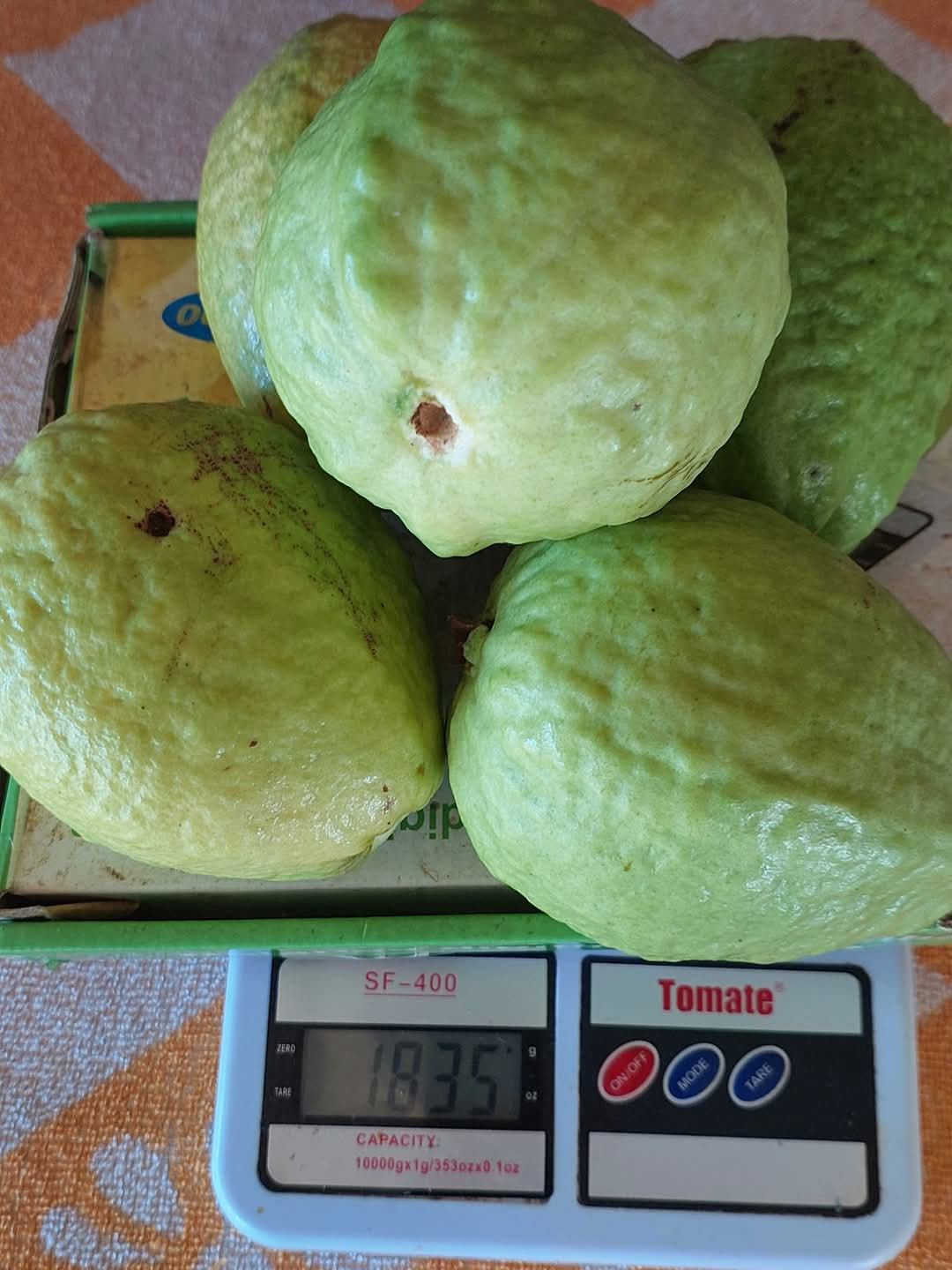 Descubra a Magia do Sítio Santo Antônio no Carnaval: Turismo Rural de Experiência