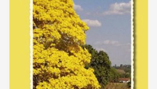 Prof. Francisco Torturello: Trajetória de inspiração- do rural, magistério à liderança regional