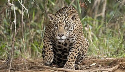 Nota de Esclarecimento – Avistamento de Onças nas Estradas Rurais de Presidente Epitácio