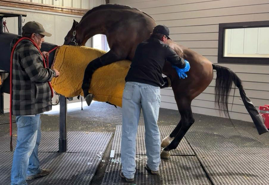 Formado em 2024, ex-aluno de Veterinária  consegue estágio em empresa dos Estados Unidos