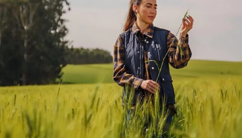 Plano Safra 2025/2026: Sicredi prevê liberação de R$ 22 bilhões para produtores rurais do Paraná, São Paulo e Rio de Janeiro