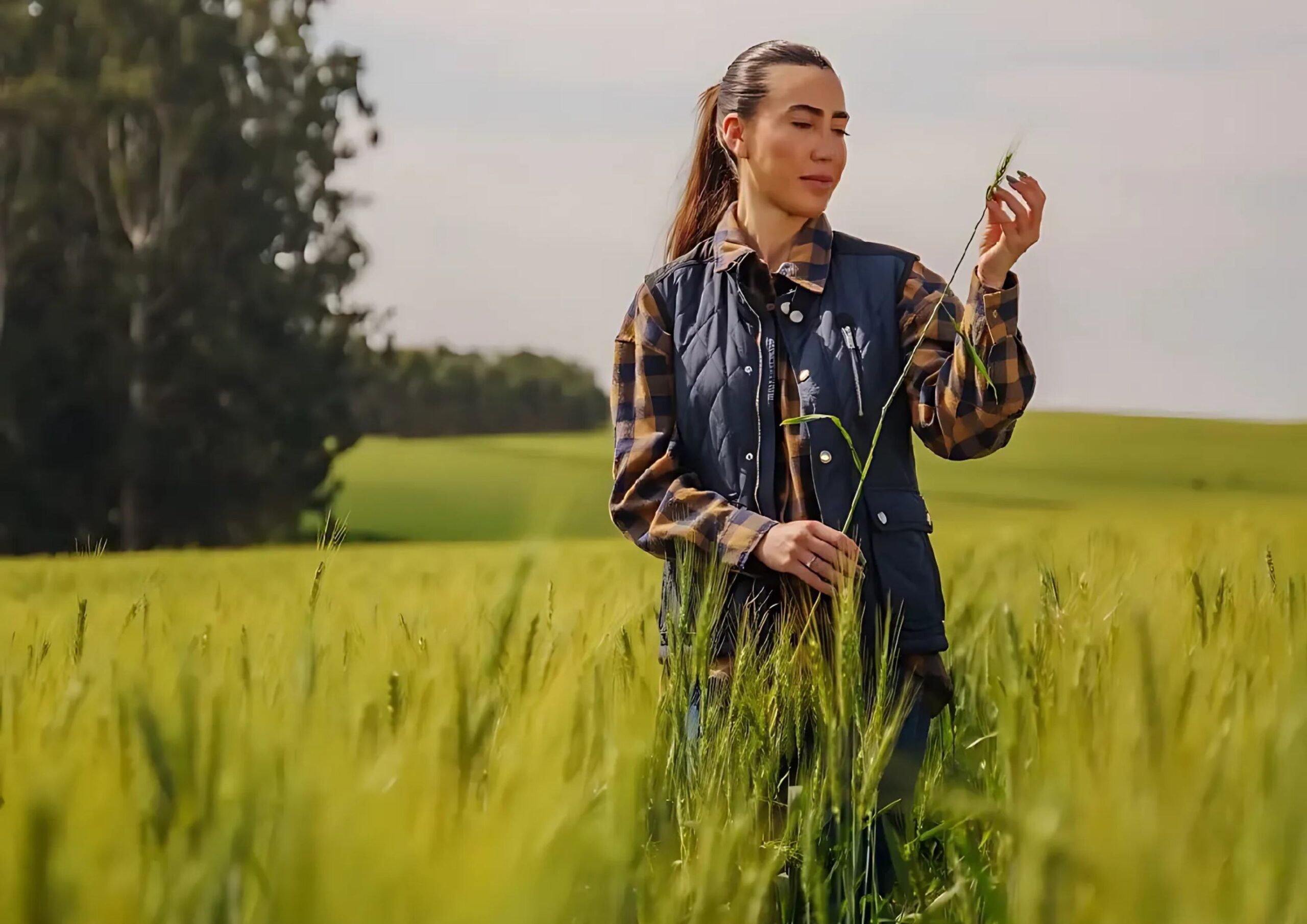 Plano Safra 2025/2026: Sicredi prevê liberação de R$ 22 bilhões para produtores rurais do Paraná, São Paulo e Rio de Janeiro