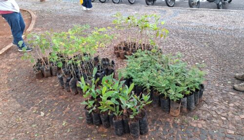 SAAMA realiza distribuição de mudas em comemoração ao Dia Mundial do Meio Ambiente