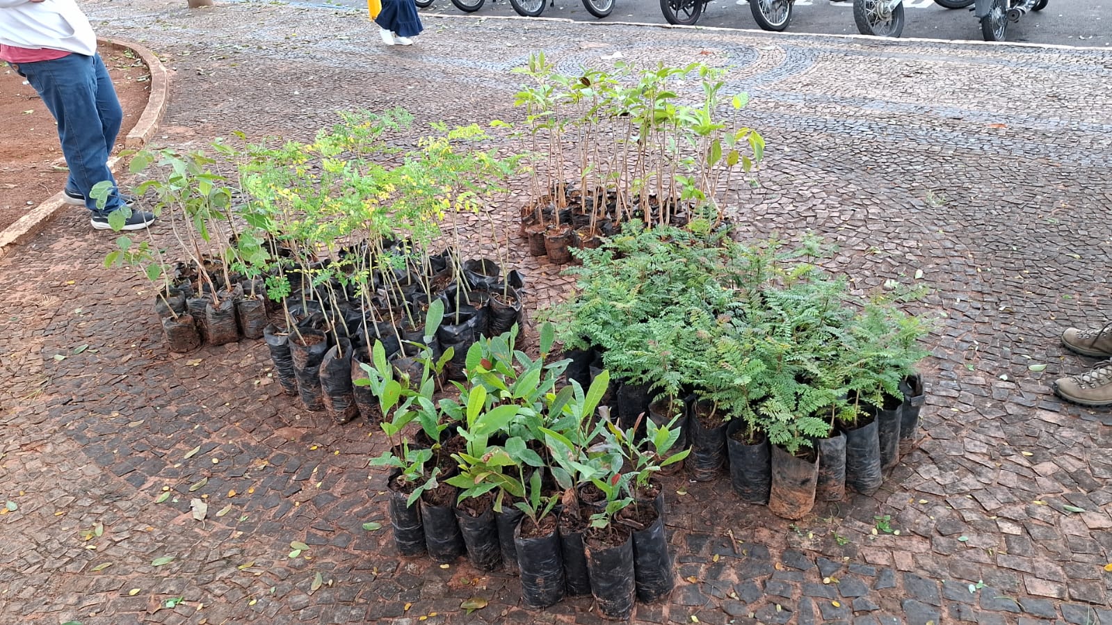 SAAMA realiza distribuição de mudas em comemoração ao Dia Mundial do Meio Ambiente