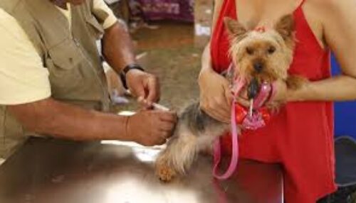 Ação de Vacinação Antirrábica acontece neste sábado(11) na Vila Jardim em Adamantina