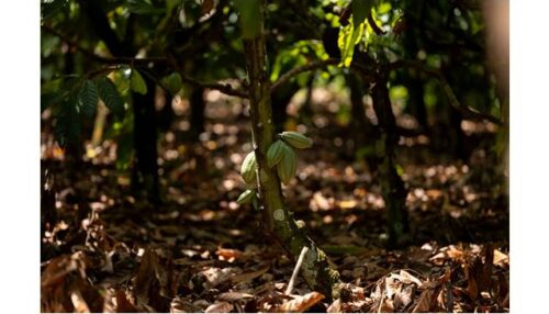 Sicredi na COP30 reforça a importância das cooperativas de crédito como solução estratégica no enfrentamento aos desafios climáticos