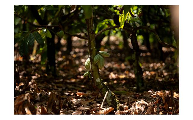 Sicredi na COP30 reforça a importância das cooperativas de crédito como solução estratégica no enfrentamento aos desafios climáticos