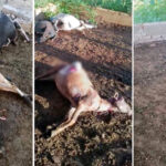 Onça ataca e mata nove carneiros em escola técnica na zona rural de Adamantina