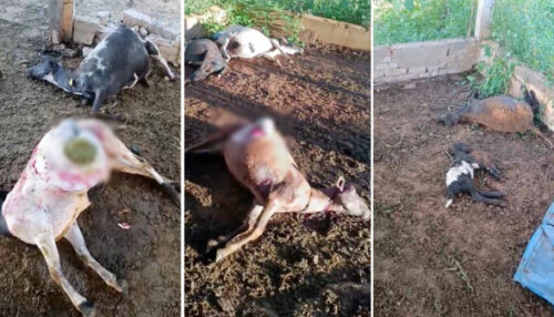 Onça ataca e mata nove carneiros em escola técnica na zona rural de Adamantina