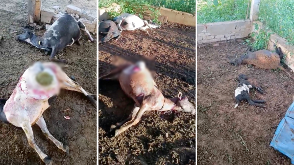 Onça ataca e mata nove carneiros em escola técnica na zona rural de Adamantina