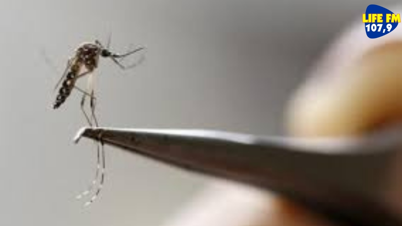 Adamantina entra em alerta máximo com alto risco de dengue, zika e chikungunya