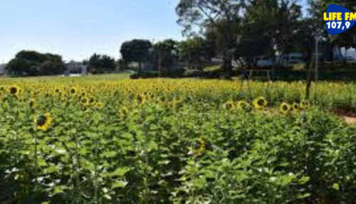 Florada de girassóis retorna e renova a paisagem do Parque dos Pioneiros