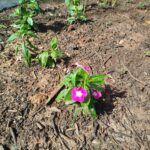 Primeiros canteiros adotados já estão recebendo cuidados no programa “Adote o Verde”