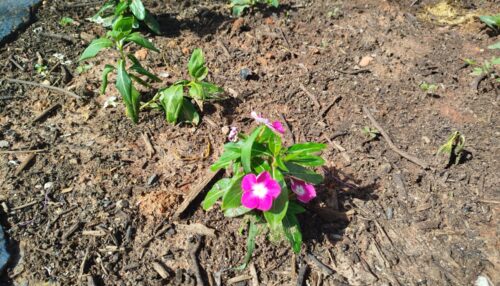 Primeiros canteiros adotados já estão recebendo cuidados no programa “Adote o Verde”