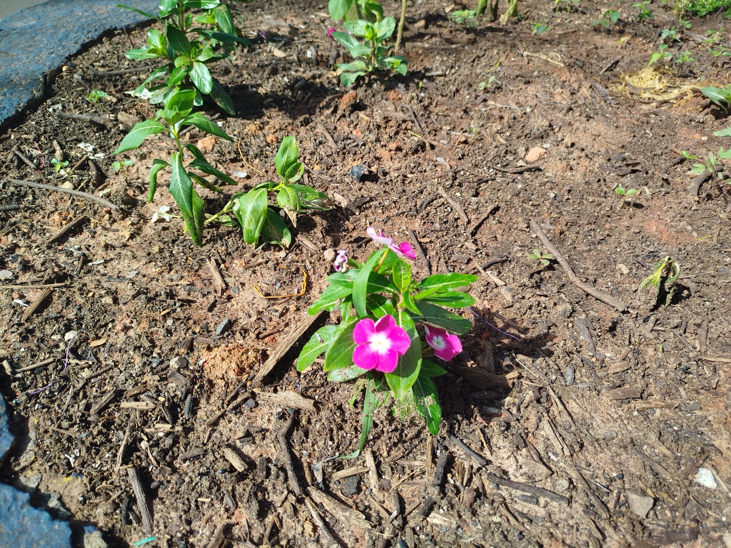 Primeiros canteiros adotados já estão recebendo cuidados no programa “Adote o Verde”