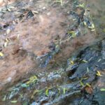 Expedição técnica da FAI diagnostica graves danos ambientais e poluição hídrica no Córrego Taipus