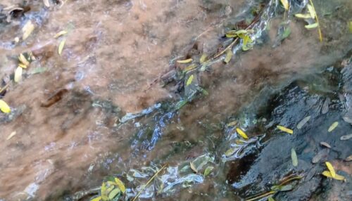 Expedição técnica da FAI diagnostica graves danos ambientais e poluição hídrica no Córrego Taipus