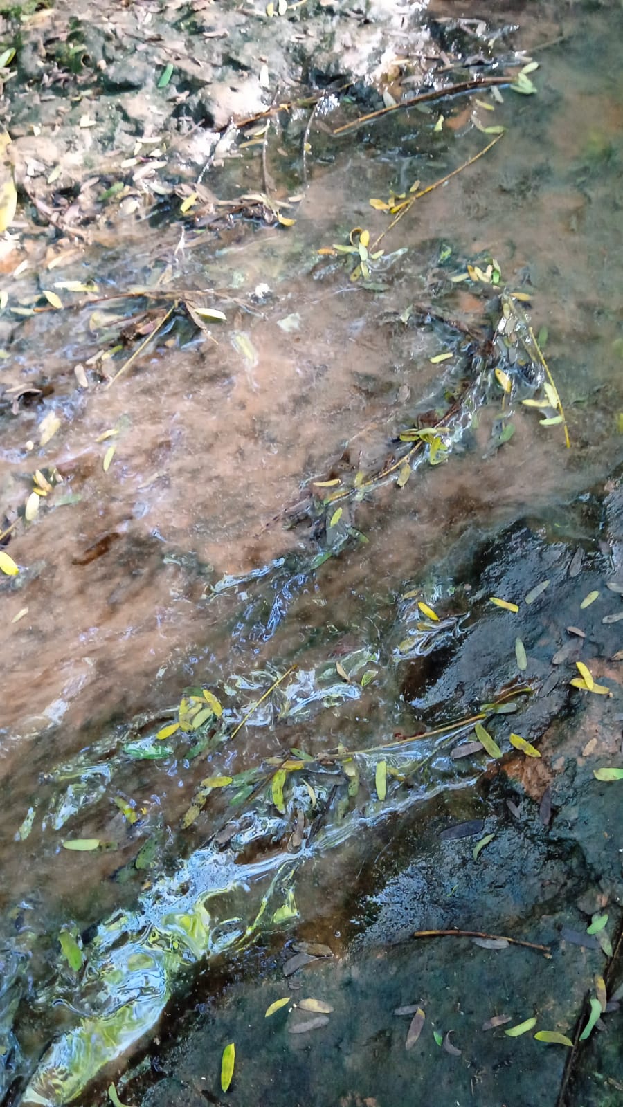 Expedição técnica da FAI diagnostica graves danos ambientais e poluição hídrica no Córrego Taipus