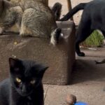 Abandono de animais vira desafio diário para cooperados da COOPRADAM