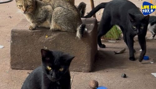 Abandono de animais vira desafio diário para cooperados da COOPRADAM