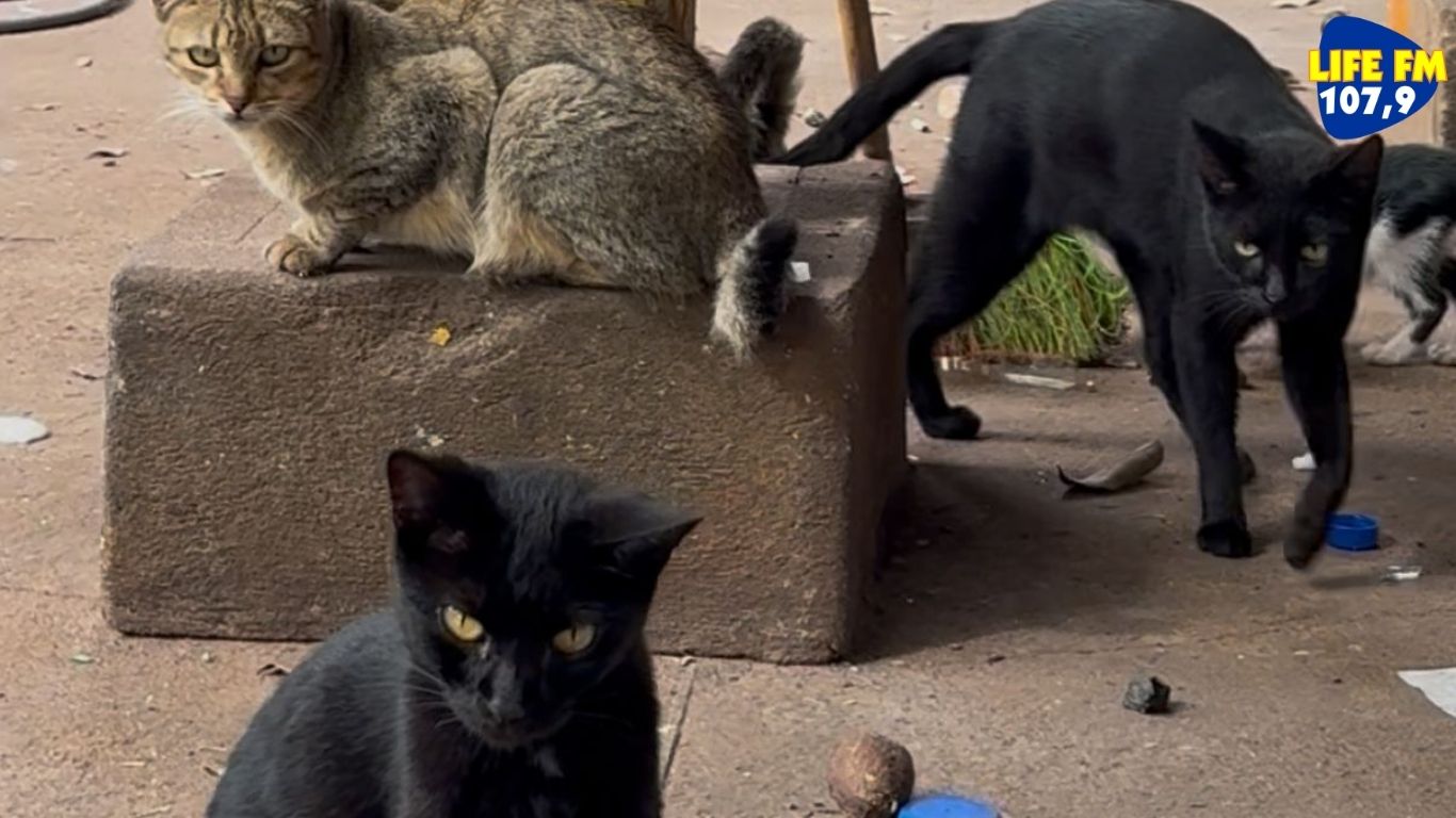 Abandono de animais vira desafio diário para cooperados da COOPRADAM