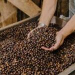 Na quarta-feira (20), a partir das 9h Adamantina recebe o lançamento do 8º Concurso do Café Arábica. O evento será na Biblioteca Municipal Jurema Citeli
