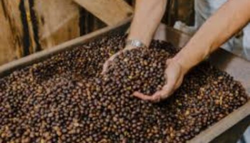 Na quarta-feira (20), a partir das 9h Adamantina recebe o lançamento do 8º Concurso do Café Arábica. O evento será na Biblioteca Municipal Jurema Citeli