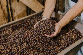 Na quarta-feira (20), a partir das 9h Adamantina recebe o lançamento do 8º Concurso do Café Arábica. O evento será na Biblioteca Municipal Jurema Citeli