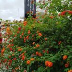 Museu Setsu Onishi abre inscrições para oficinas da Semana Nacional de Museus em Adamantina