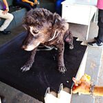 Adamantina realizará mutirão de castração com 200 vagas gratuitas para cães e gatos no dia 28 de junho