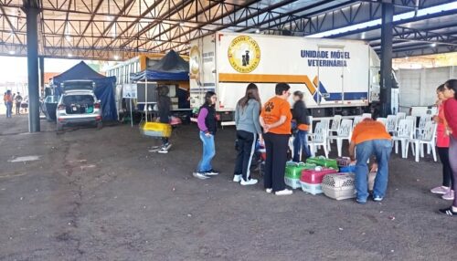 Adamantina realiza mutirão de castração e beneficia 234 cães e gatos