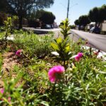 Prefeitura de Adamantina intensifica serviços de limpeza, manutenção e pintura de canteiros em toda a cidade
