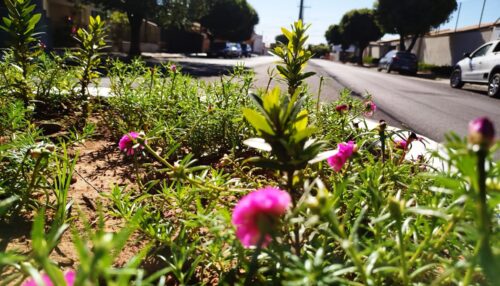 Prefeitura de Adamantina intensifica serviços de limpeza, manutenção e pintura de canteiros em toda a cidade