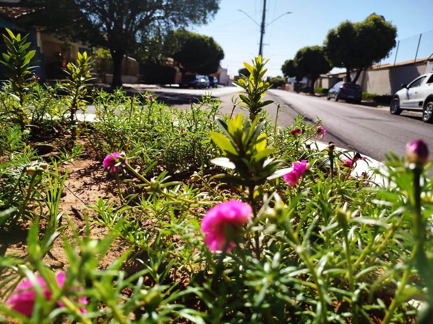 Prefeitura de Adamantina intensifica serviços de limpeza, manutenção e pintura de canteiros em toda a cidade