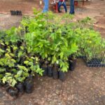 Prefeitura promove doação de mudas frutíferas em comemoração ao Dia da Árvore