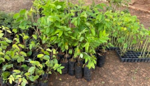 Prefeitura promove doação de mudas frutíferas em comemoração ao Dia da Árvore