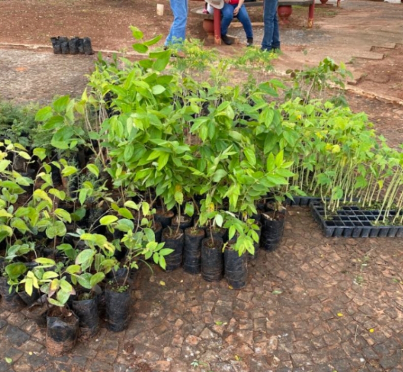 Prefeitura promove doação de mudas frutíferas em comemoração ao Dia da Árvore